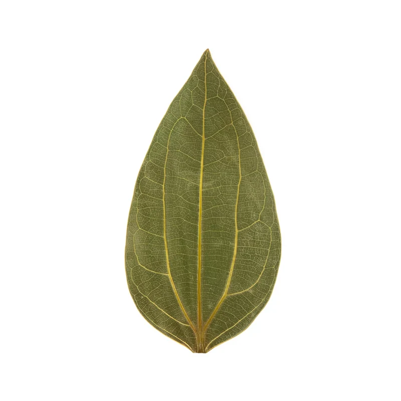Feuilles de cannelle pour gravure (10 pcs)