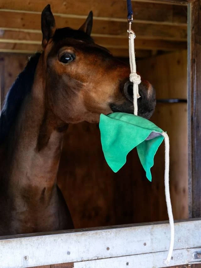 Jouet pour chevaux Raie LeMieux