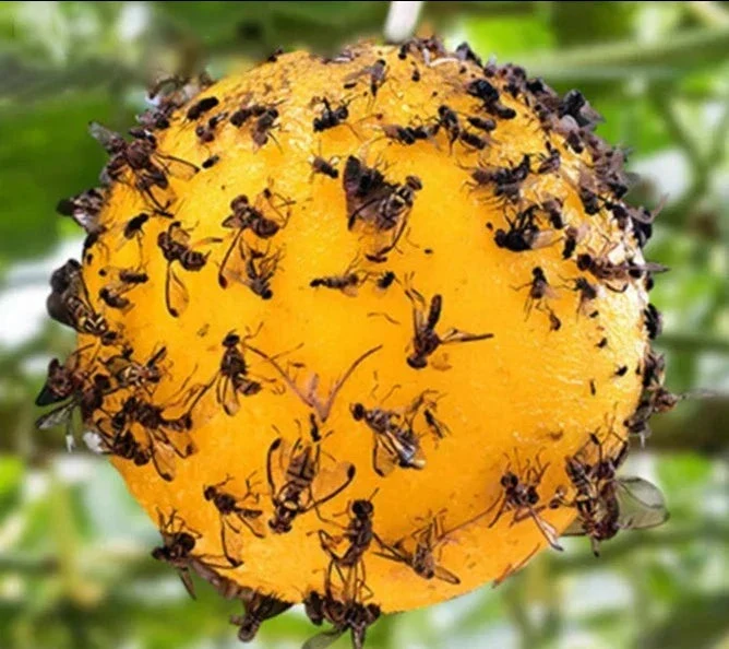 Lot de 10 sphères magiques - Pièges à mouches