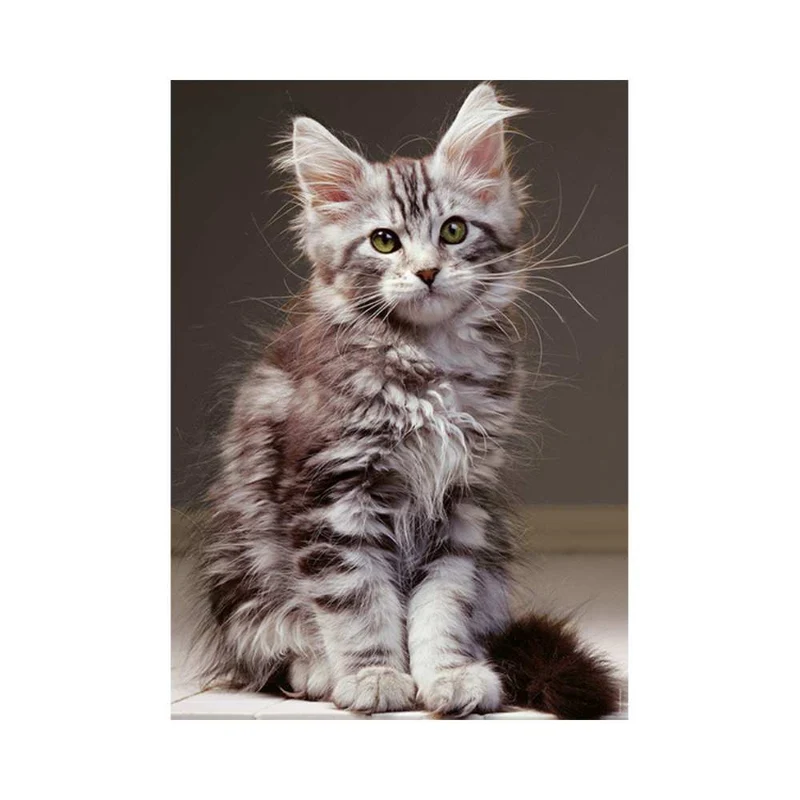 Le chaton Maine Coon ( 1000 pcs)