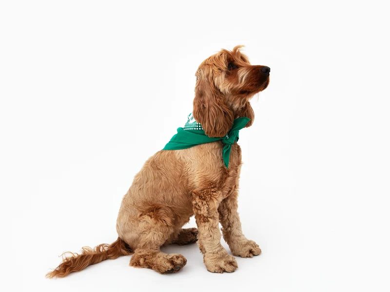 Perrotin - Bandana pour chien