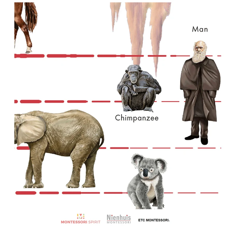 Timeline of Life (Working)