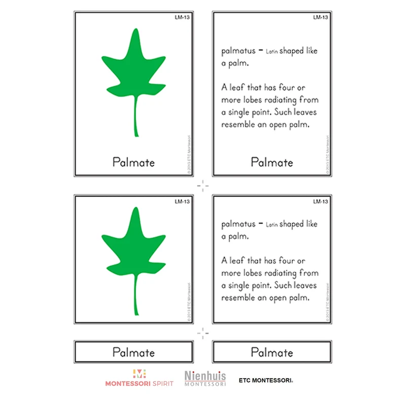 Leaf Morphology Nomenclature