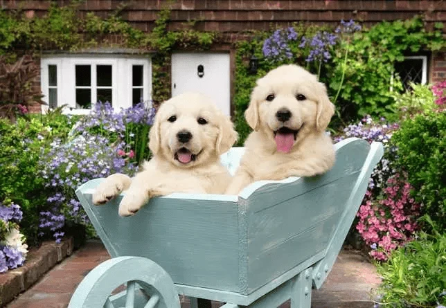 Golden Retriever (200 pcs XL)