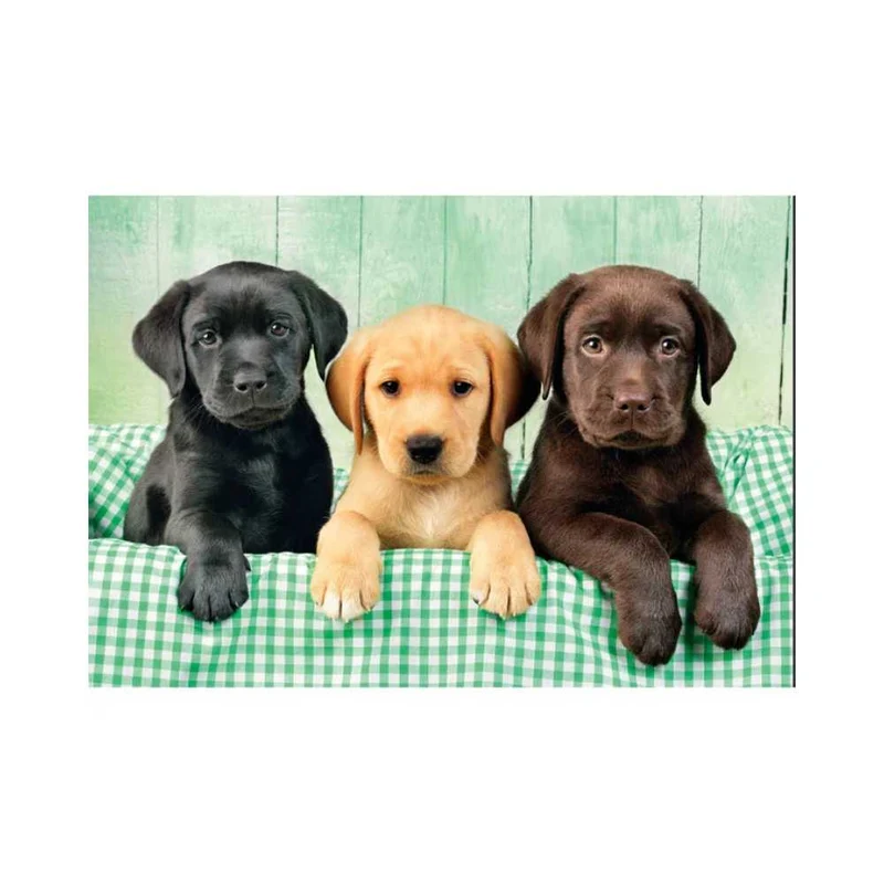 Trois labradors (1000 pcs)
