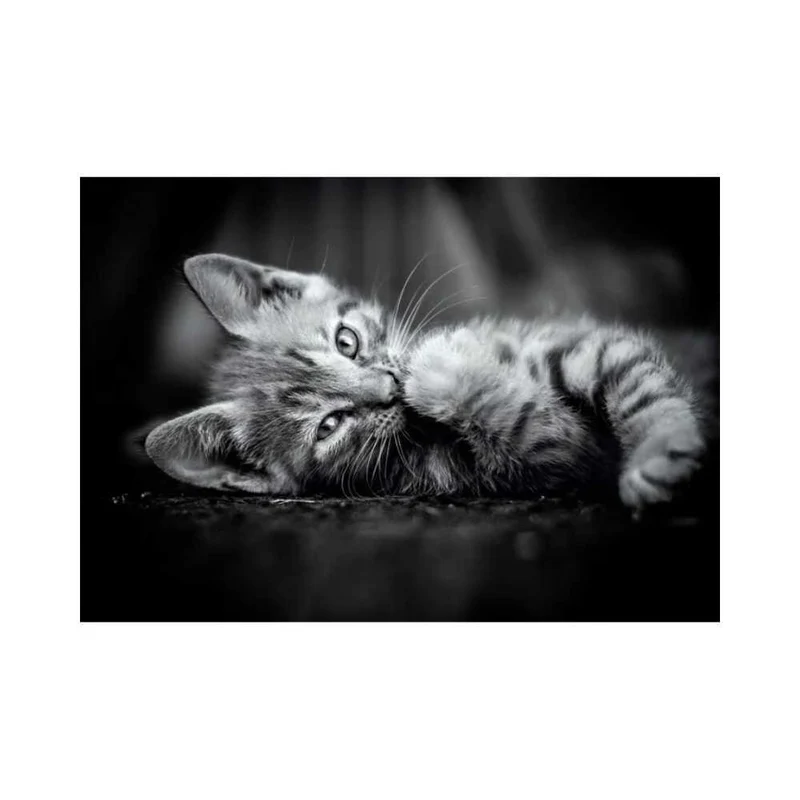 Chaton (1000 pcs)