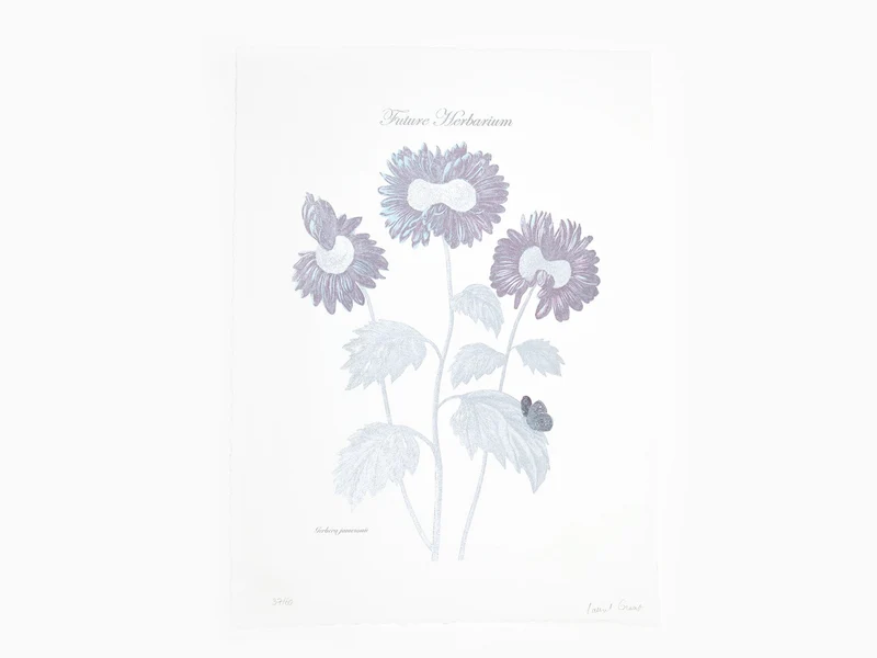 Laurent Grasso - Herbier du futur, Gerbera (bleu et argent)