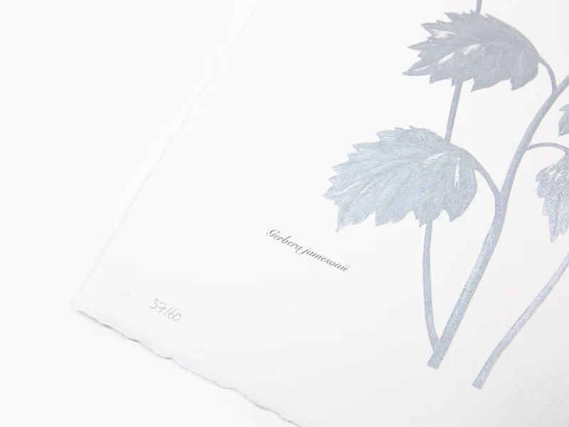Laurent Grasso - Herbier du futur, Gerbera (bleu et argent)