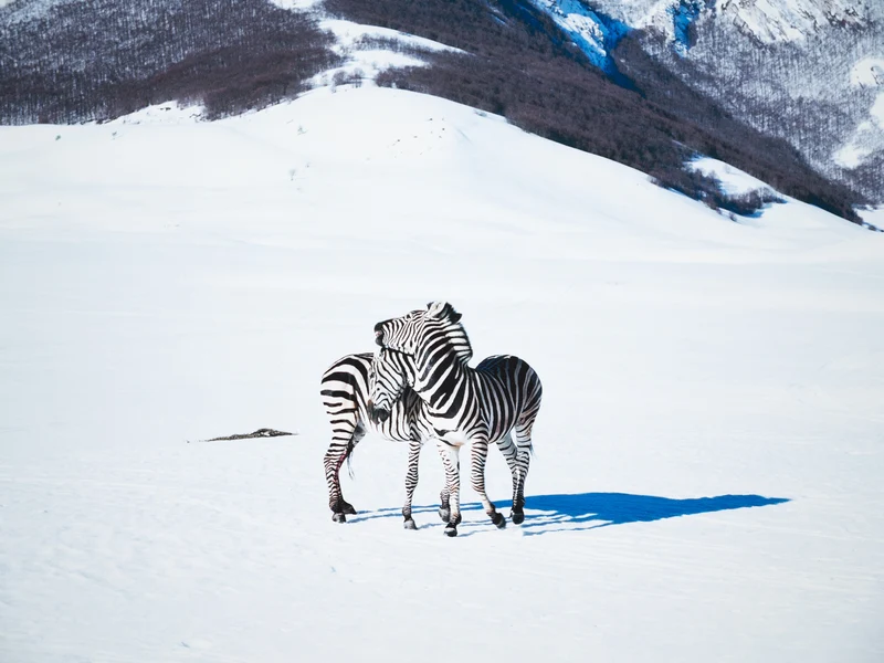Paola Pivi - Untitled (Zebras)
