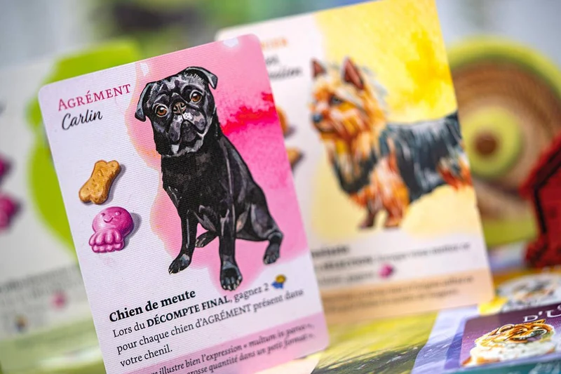 Dog Park (FR)