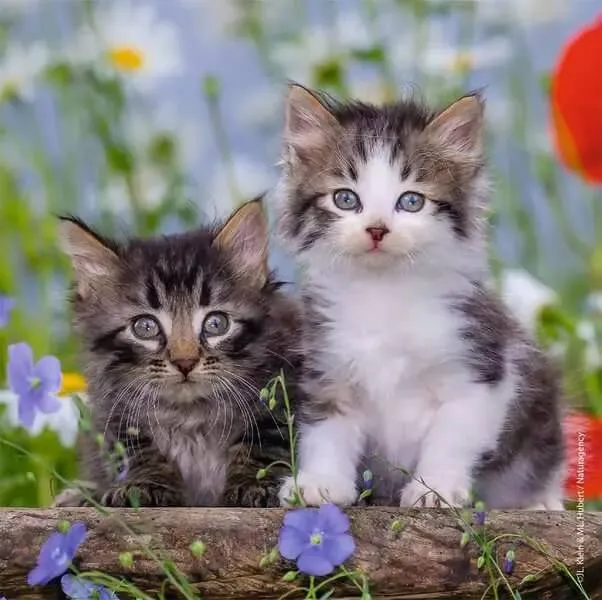 Chatons tigrés | Cuddly Kittens (3x49 pcs)