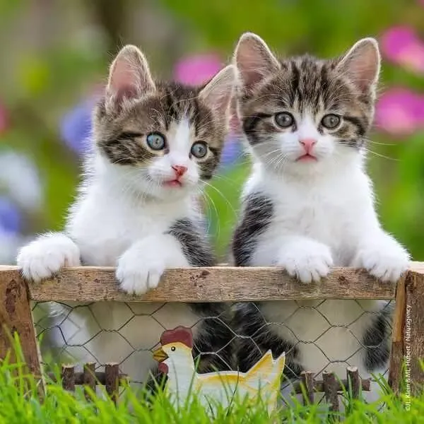 Chatons tigrés | Cuddly Kittens (3x49 pcs)