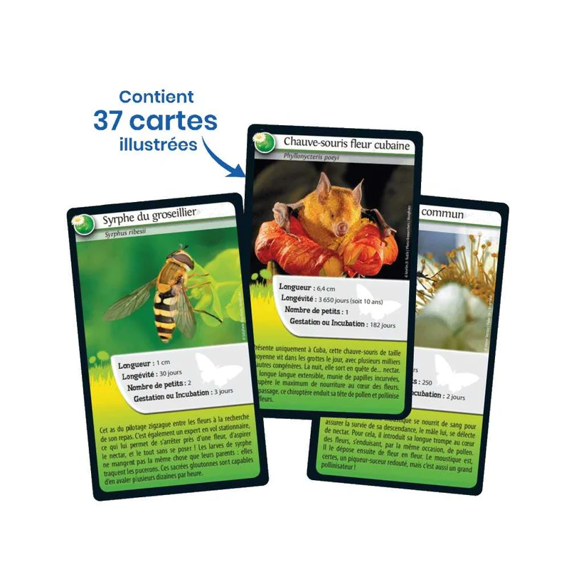 Défis Nature / Abeilles et autres pollinisateurs (FR)