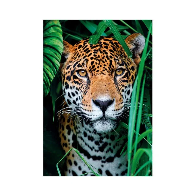 Jaguar dans la jungle (500 pcs)