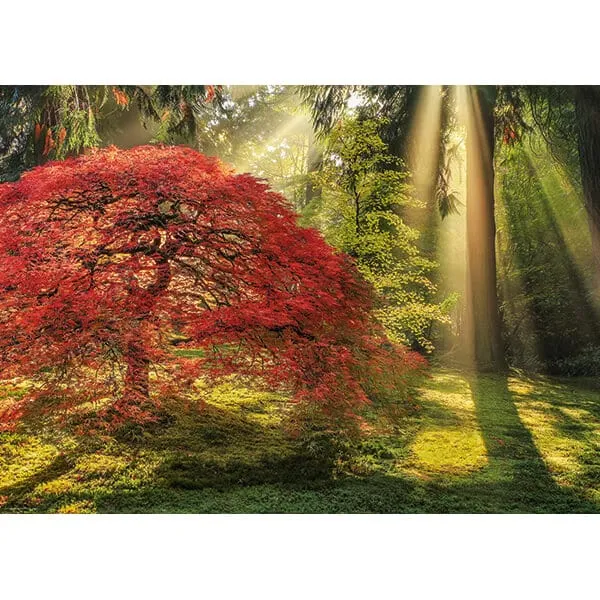 Magic Forests, Guiding Light (1000 pcs)