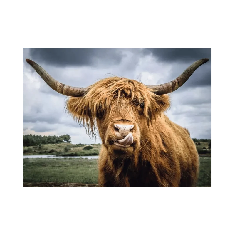 Puzzle Moments: Highland Cattle (300 pcs)