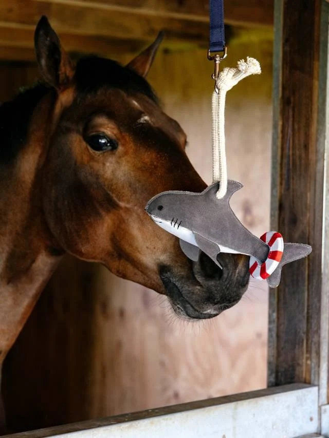 Jouet pour chevaux Requin LeMieux