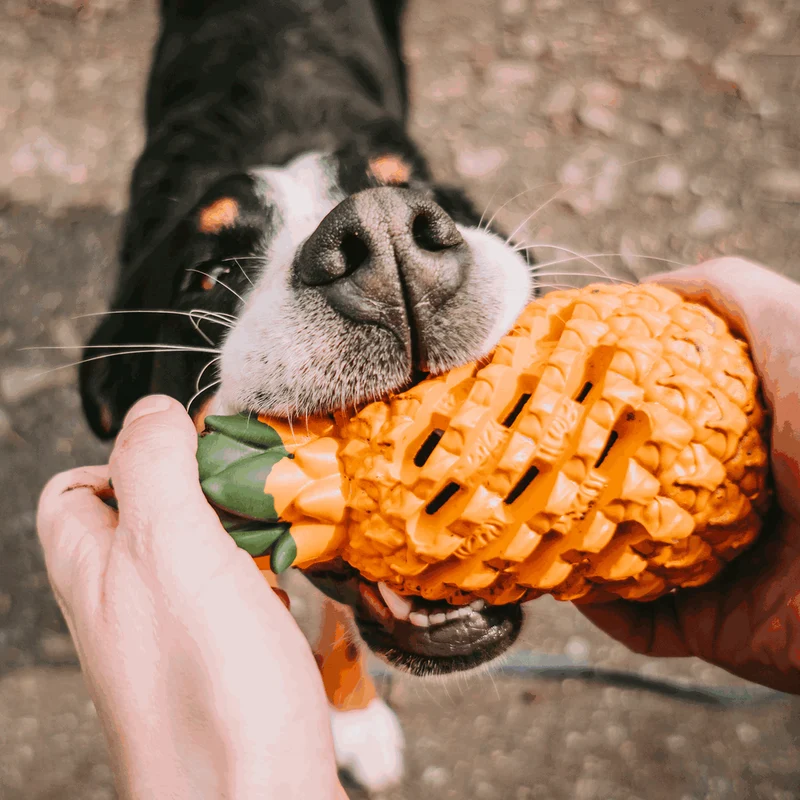 Jouet pour chien Ananas de Sprenger