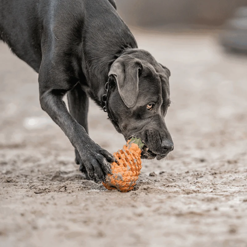 Jouet pour chien Ananas de Sprenger