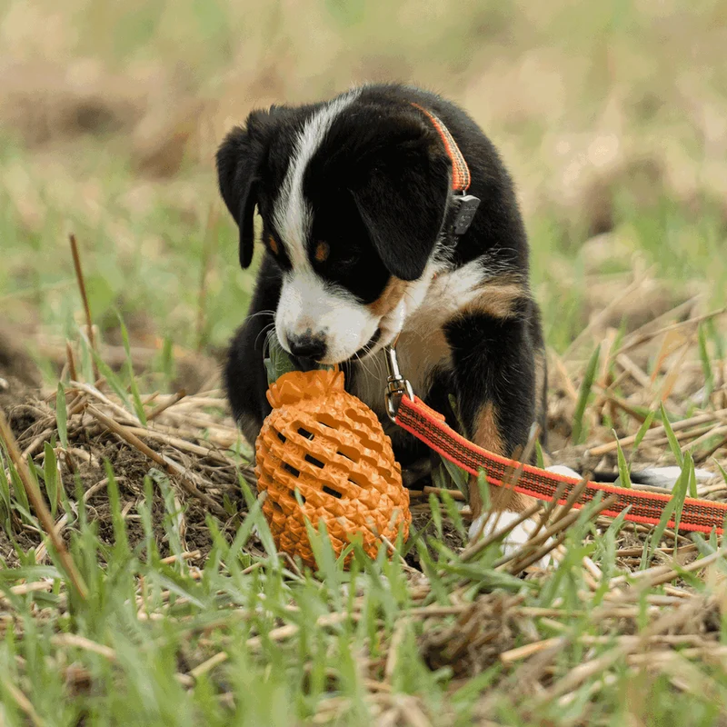 Jouet pour chien Ananas de Sprenger