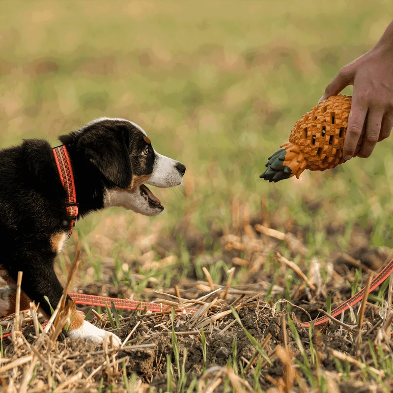 Jouet pour chien Ananas de Sprenger