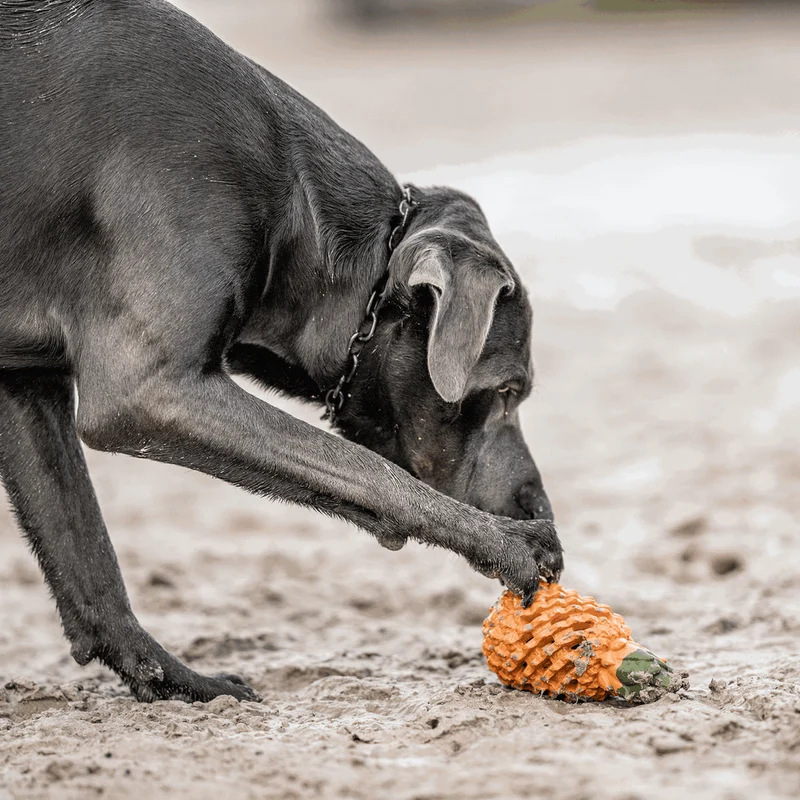 Jouet pour chien Ananas de Sprenger
