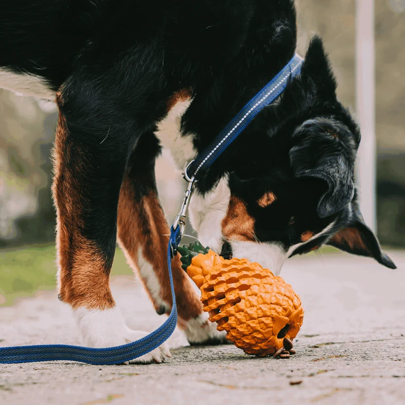 Jouet pour chien Ananas de Sprenger