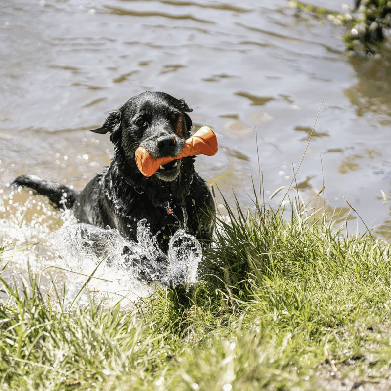 Jouet Haltère Sprenger pour chien