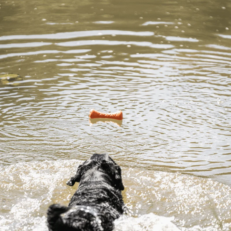 Jouet Haltère Sprenger pour chien