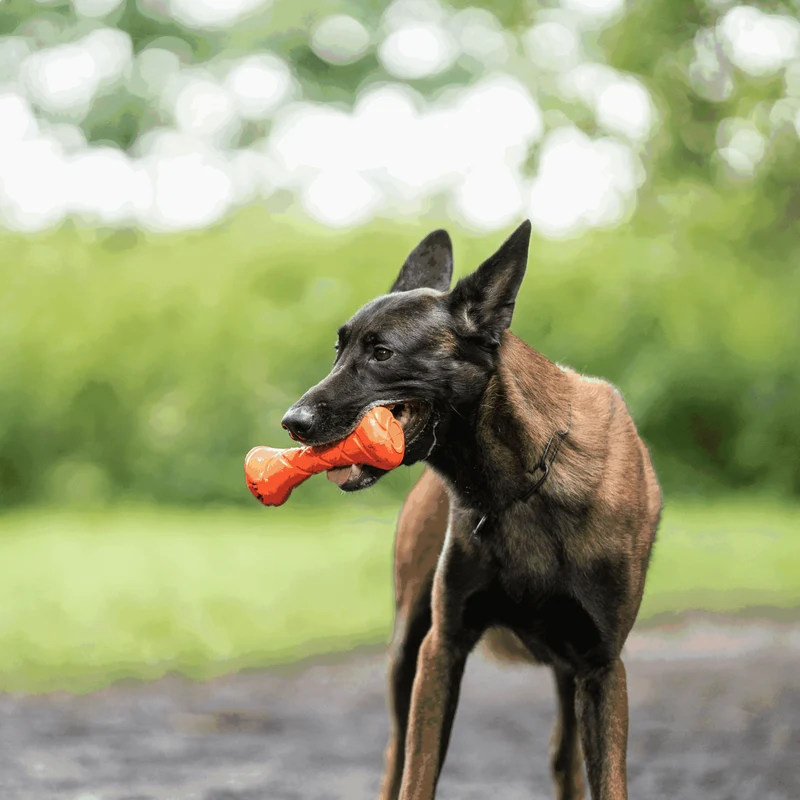 Jouet Haltère Sprenger pour chien