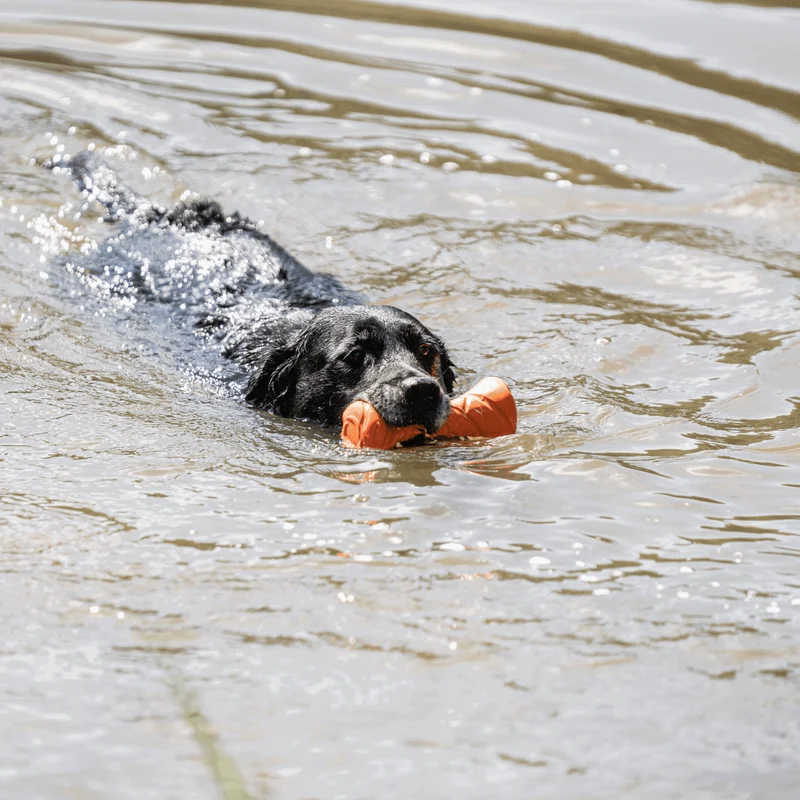 Jouet Haltère Sprenger pour chien