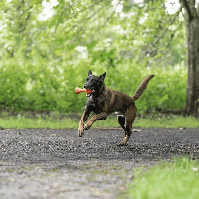 Jouet Haltère Sprenger pour chien