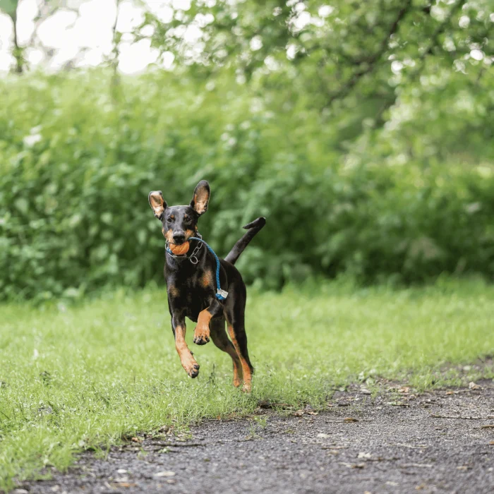 Fun Ball Sprenger pour chien