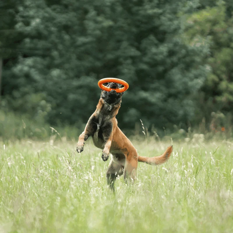 Anneau de jeu Sprenger pour chien
