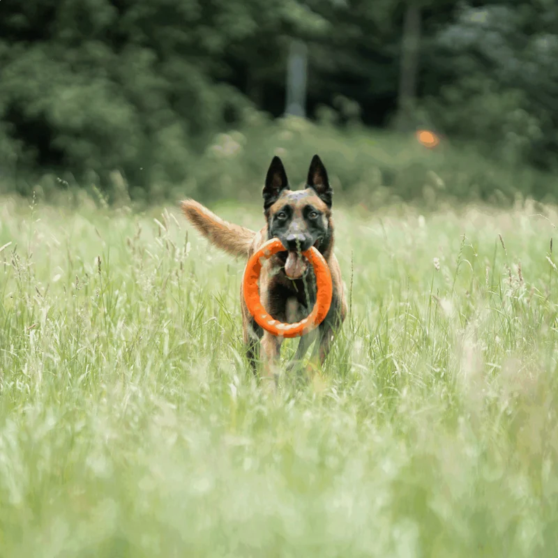 Anneau de jeu Sprenger pour chien