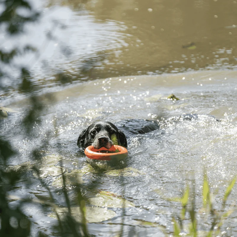Anneau de jeu Sprenger pour chien